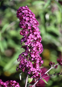 Buddleia davidii 'Harlequin'